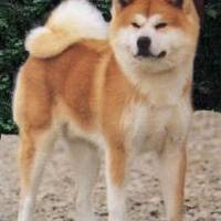 Akita İnu, Köpek  akita fotoğrafı