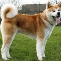 Akita İnu, Köpek  akita fotoğrafı