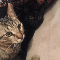 Bombay, Kedi  Sam fotoğrafı