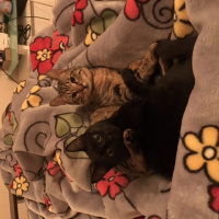 Bombay, Kedi  Sam fotoğrafı