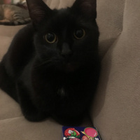 Bombay, Kedi  Sam fotoğrafı
