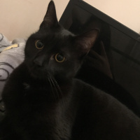 Bombay, Kedi  Sam fotoğrafı