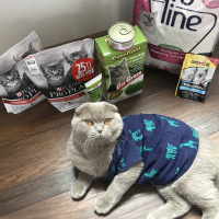 Scottish Fold, Kedi  Roka fotoğrafı