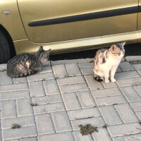 Soke, Kedi  Sokak pisilerim fotoğrafı