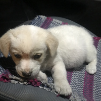 Sokö (Sokak Köpeği), Köpek  Şans fotoğrafı