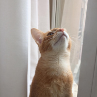 Abyssinian, Kedi  Ray fotoğrafı