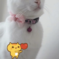 Van Kedisi, Kedi  Prenses fotoğrafı