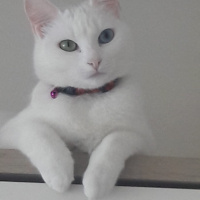 Van Kedisi, Kedi  Prenses fotoğrafı