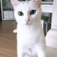Van Kedisi, Kedi  Prenses fotoğrafı
