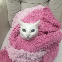 Van Kedisi, Kedi  Prenses fotoğrafı