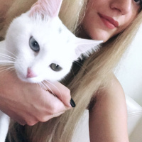 Van Kedisi, Kedi  Prenses fotoğrafı