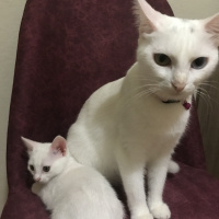 Van Kedisi, Kedi  Prenses fotoğrafı