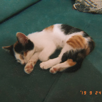 Tekir Kedi, Kedi  Pati fotoğrafı