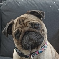 Pug, Köpek  Şiba fotoğrafı