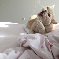 British Shorthair, Kedi  Badem fotoğrafı