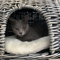 Burmilla (Silver Burmese), Kedi  Mia fotoğrafı