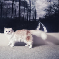 Chinchilla, Kedi  Latte fotoğrafı