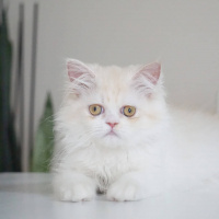 Chinchilla, Kedi  Latte fotoğrafı