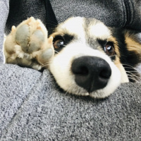Sokö (Sokak Köpeği), Köpek  Fındık fotoğrafı
