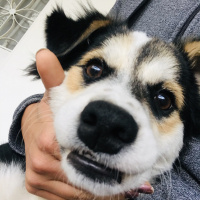 Sokö (Sokak Köpeği), Köpek  Fındık fotoğrafı