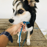 Sokö (Sokak Köpeği), Köpek  Fındık fotoğrafı