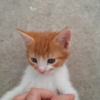 Tekir Kedi, Kedi  Fındık fotoğrafı