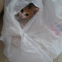 Tekir Kedi, Kedi  Fındık fotoğrafı
