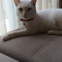 Ankara Kedisi, Kedi  Casper fotoğrafı