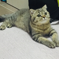 Scottish Fold, Kedi  BONTE fotoğrafı