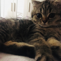 Scottish Fold, Kedi  BONTE fotoğrafı