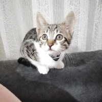 Tekir Kedi, Kedi  Arya fotoğrafı