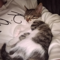 Tekir Kedi, Kedi  Arya fotoğrafı
