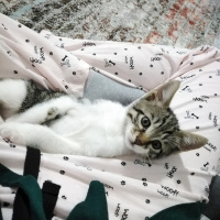 Tekir Kedi, Kedi  Arya fotoğrafı