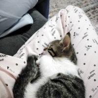 Tekir Kedi, Kedi  Arya fotoğrafı