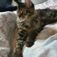 Maine Coon, Kedi  Ares fotoğrafı