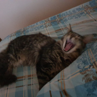 Maine Coon, Kedi  Ares fotoğrafı