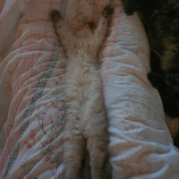 Scottish Fold, Kedi  Shiva fotoğrafı