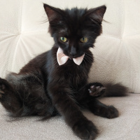 Tekir Kedi, Kedi  yok fotoğrafı
