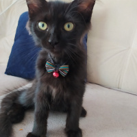 Tekir Kedi, Kedi  yok fotoğrafı
