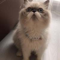 İran Kedisi (Persian), Kedi  Mavi fotoğrafı
