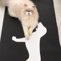 İran Kedisi (Persian), Kedi  Mavi fotoğrafı