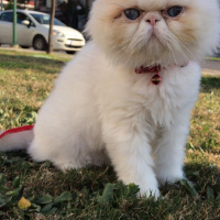İran Kedisi (Persian), Kedi  Çilek fotoğrafı