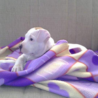 Amerikan Staffordshire Terrier, Köpek  Keşh fotoğrafı
