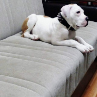 Amerikan Staffordshire Terrier, Köpek  Keşh fotoğrafı