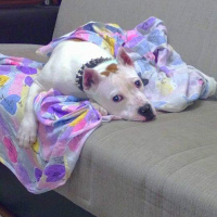 Amerikan Staffordshire Terrier, Köpek  Keşh fotoğrafı