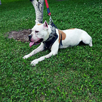 Amerikan Staffordshire Terrier, Köpek  Keşh fotoğrafı