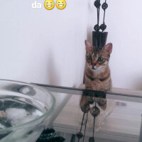 Tekir Kedi, Kedi  Tıfıl fotoğrafı