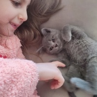 Scottish Fold, Kedi  Mia fotoğrafı