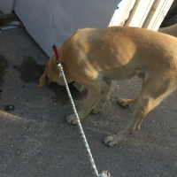 Kangal, Köpek  korsan fotoğrafı