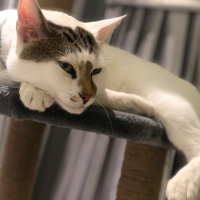 Tekir Kedi, Kedi  Molly fotoğrafı